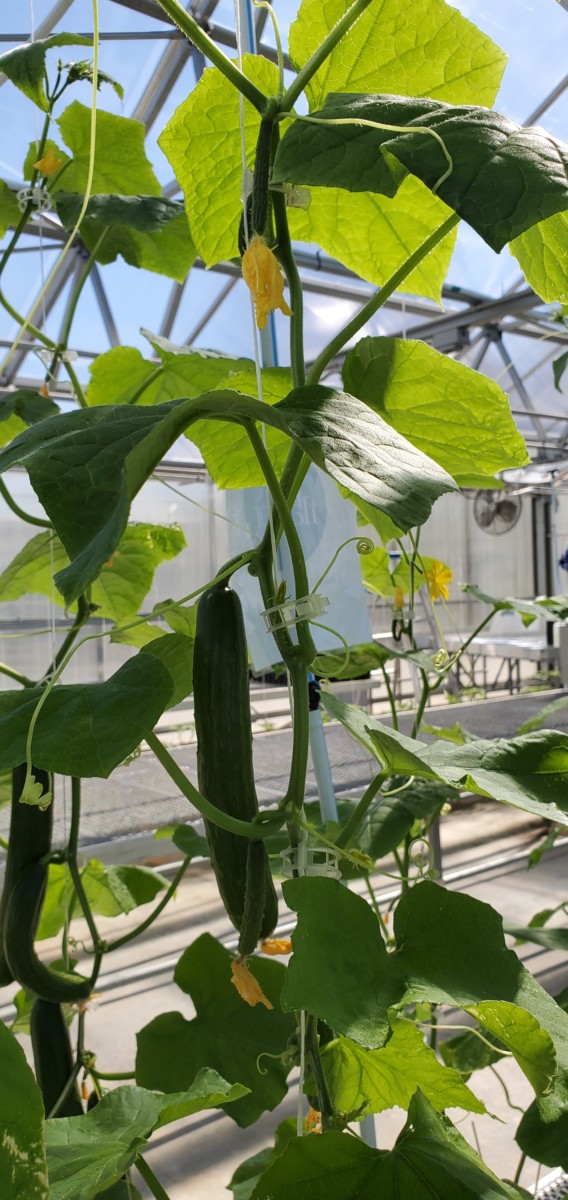 Facilities Ferrarezi Lab